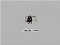 藏品(台灣琉璃豆金龜)的圖片